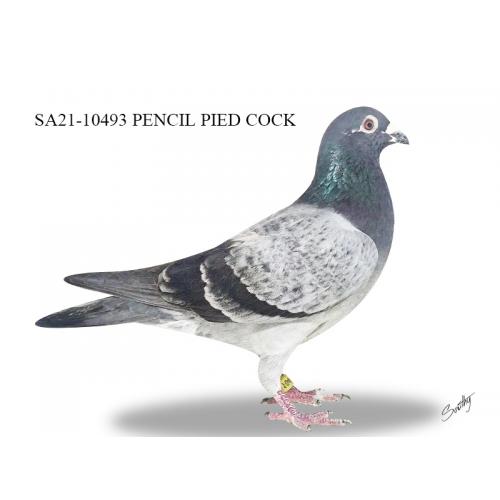 SA21-10493Pencil Pied cock