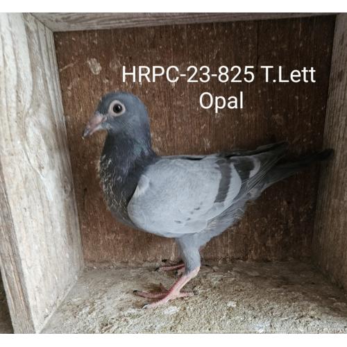 HRPC-23-825 OPAL