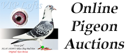 Online Pigeon Auctions